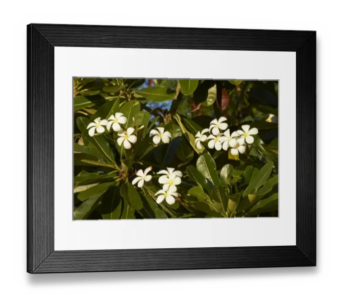 Framed Print : Australia. Frangipani flowers, Kununurra, Kimberley Region, Western Australia, Australia