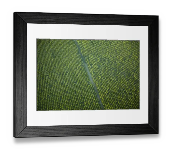Framed Print : Orchard, Kununurra, Kimberley Region, Western Australia, Australia - aerial Framed Print : Orchard, Kununurra, Kimberley Region, Western Australia, Australia - aerial