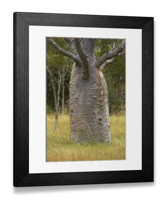 Framed Print : Australia. Boab tree near Derby, Kimberley Region, Western Australia, Australia Framed Print : Australia. Boab tree near Derby, Kimberley Region, Western Australia, Australia
