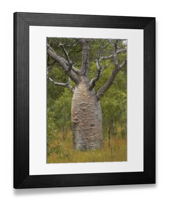 Framed Print : Australia. Boab tree near Derby, Kimberley Region, Western Australia, Australia Framed Print : Australia. Boab tree near Derby, Kimberley Region, Western Australia, Australia