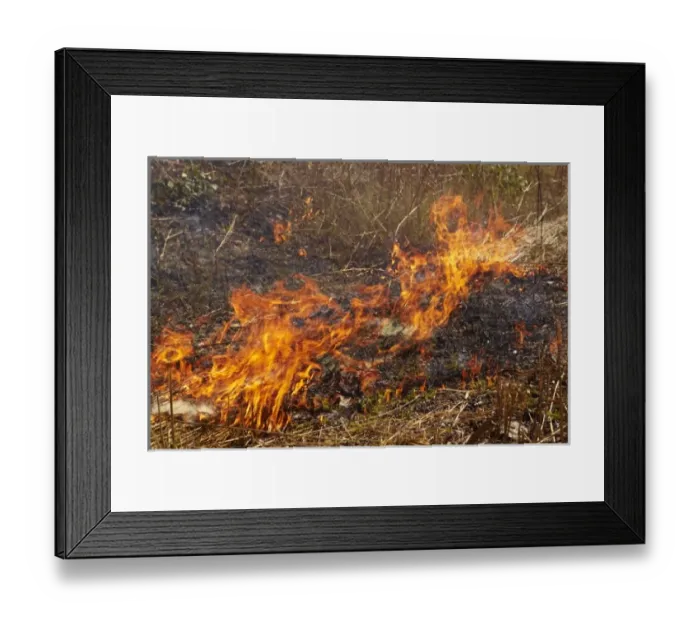 Framed Print : Grass fire, Kakadu National Park, Northern Territory, Australia Framed Print : Grass fire, Kakadu National Park, Northern Territory, Australia