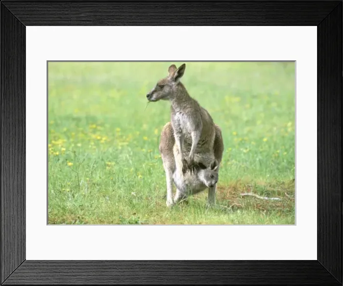 Framed Print : Australia, Kangaroo Island. Kangaroo, subspecies of Western Gray, mother and joey