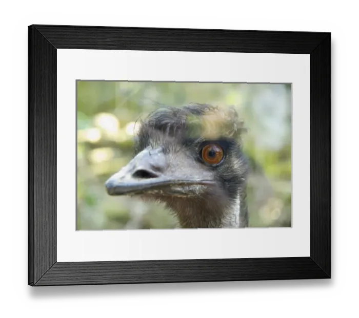Framed Print : Close-up of an emus face, Taronga Zoo, Sydney, NSW, Australia Framed Print : Close-up of an emus face, Taronga Zoo, Sydney, NSW, Australia