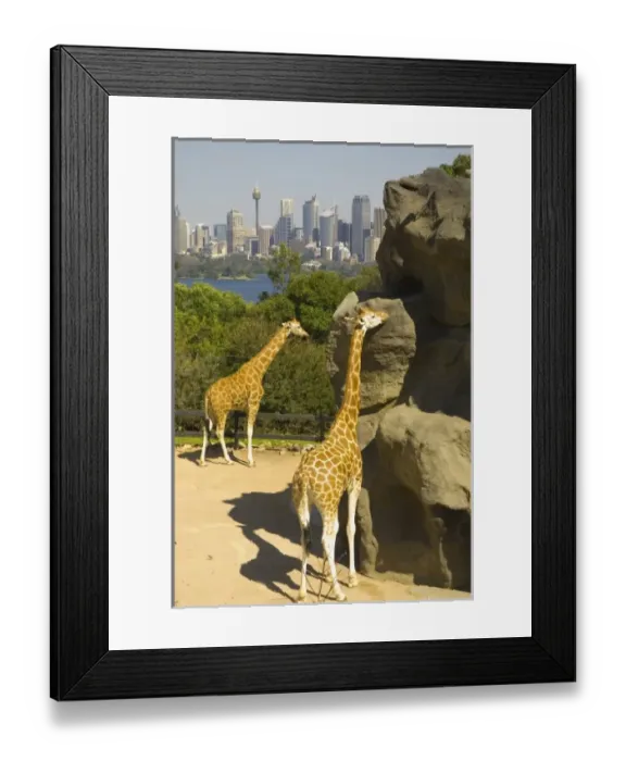 Framed Print : Australia. Giraffes with a view of the Sydney skyline beyond at Taronga Zoo Framed Print : Australia. Giraffes with a view of the Sydney skyline beyond at Taronga Zoo