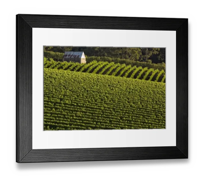 Framed Print : Australia, South Australia, Adelaide Hills, Summertown. Farm building with vineyards Framed Print : Australia, South Australia, Adelaide Hills, Summertown. Farm building with vineyards