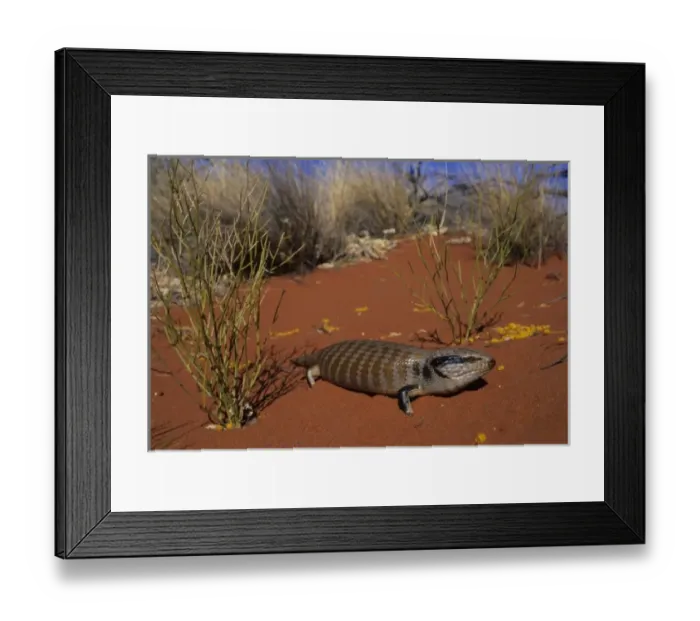 Framed Print : Blue-tongued Skink, (Tiliqua multifasciata), Ayers Rock, Australia Framed Print : Blue-tongued Skink, (Tiliqua multifasciata), Ayers Rock, Australia