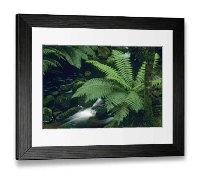 Framed Print : Australia, Tasmania, Mt. Field National Park, Russell Creek, Tree Ferns (Dicksonia antarctica) Framed Print : Australia, Tasmania, Mt. Field National Park, Russell Creek, Tree Ferns (Dicksonia antarctica)