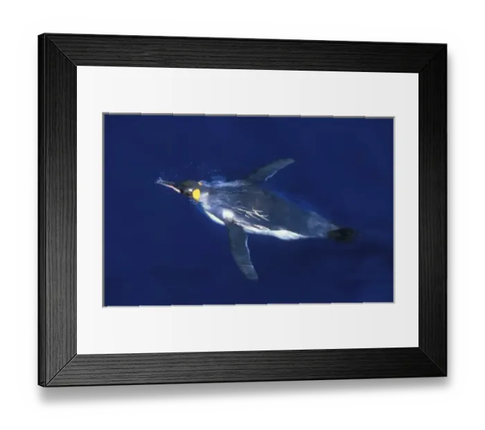 Framed Print : King Penguin, (Aptenodytes patagonicus), underwater, Macquarie Island, sub-Antarctic Australia