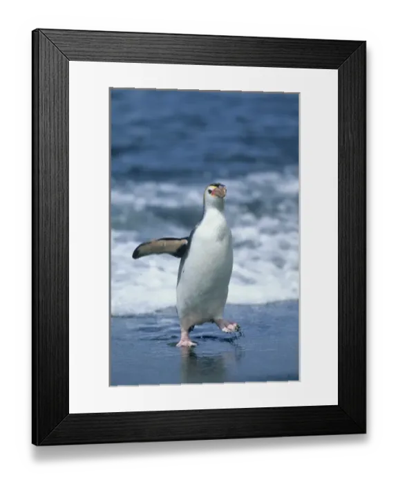 Framed Print : Royal Penguin (Eudyptes schlegeli) return from sea, Macquarie Island, Austalian sub-Antarctic Framed Print : Royal Penguin (Eudyptes schlegeli) return from sea, Macquarie Island, Austalian sub-Antarctic