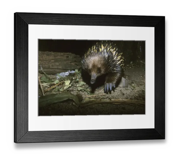 Framed Print : Australia. Short Beaked Echidna, (Tachyglossus aculeatus), Monotreme, Australia, captive