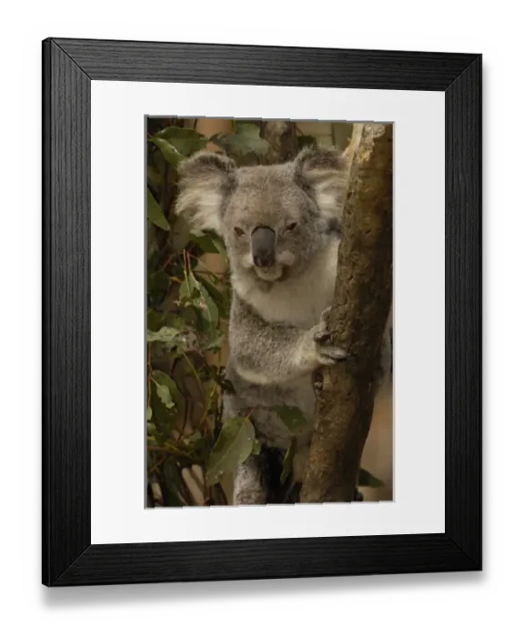 Framed Print : Koala (Phascolarctos cinereus) CAPTIVE. Lone Pine Koala Sanctuary, Brisbane, Queensland Framed Print : Koala (Phascolarctos cinereus) CAPTIVE. Lone Pine Koala Sanctuary, Brisbane, Queensland