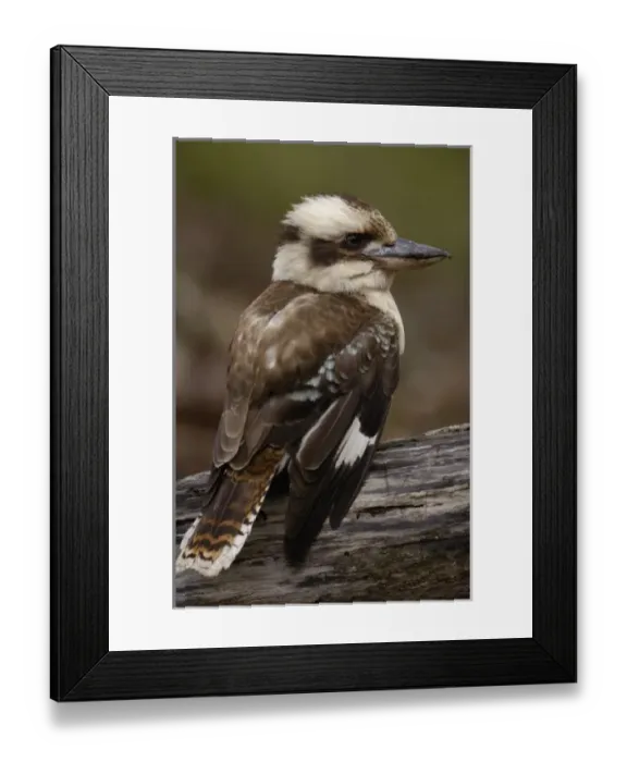 Framed Print : Laughing kookaburra (Dacelo novaeguineae) North Stradbroke Island off Queensland coast Framed Print : Laughing kookaburra (Dacelo novaeguineae) North Stradbroke Island off Queensland coast