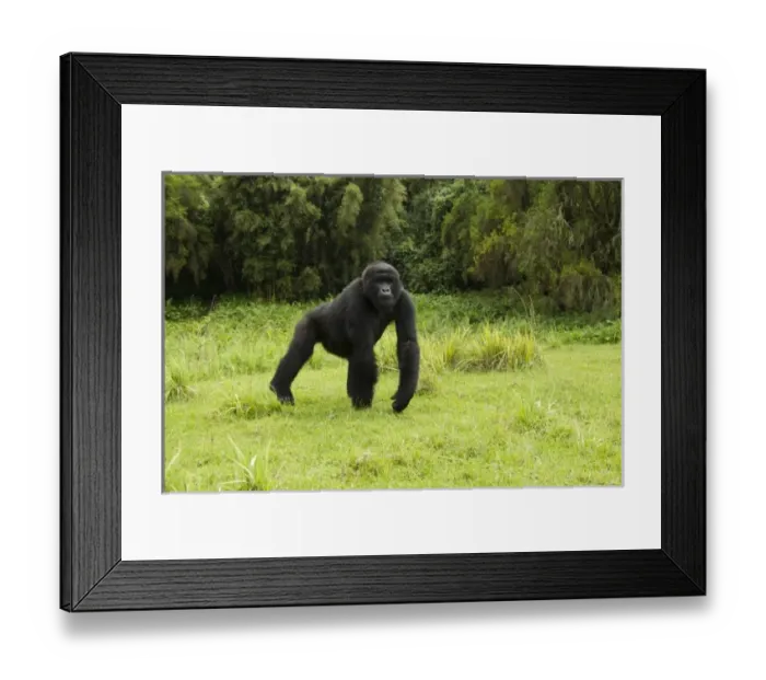 Framed Print : Africa, Rwanda Framed Print : Africa, Rwanda