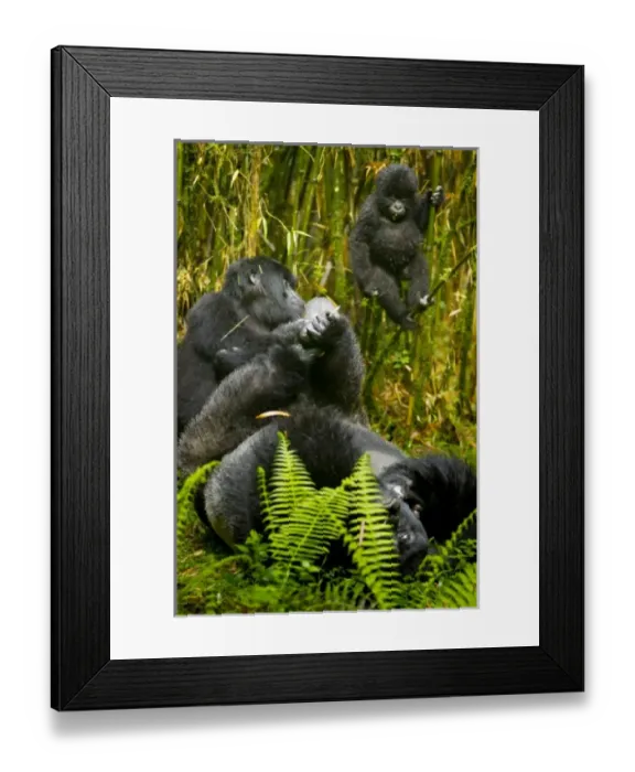 Framed Print : Africa. Rwanda. Agashiya, silverback and leader with female and juvenile Mountain Gorillas Framed Print : Africa. Rwanda. Agashiya, silverback and leader with female and juvenile Mountain Gorillas