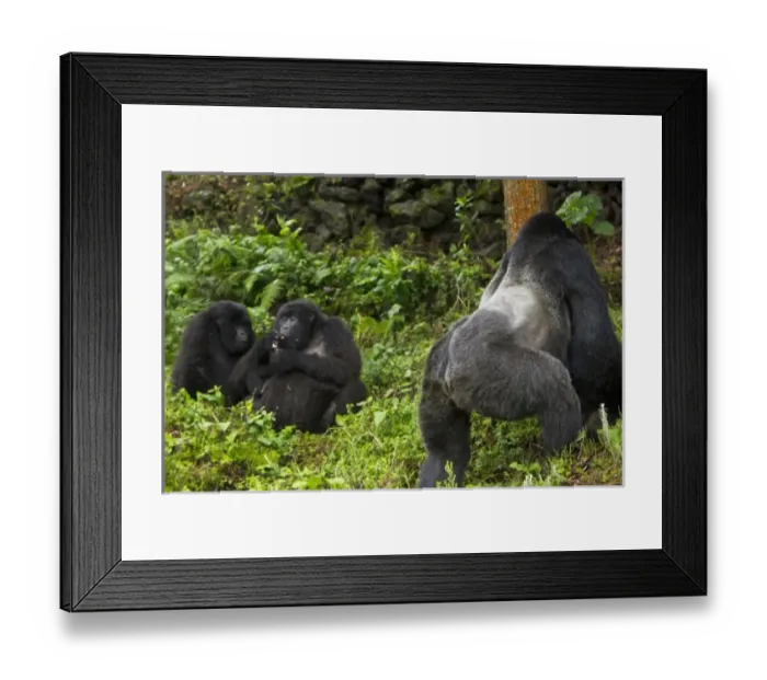 Framed Print : Africa, Rwanda Framed Print : Africa, Rwanda