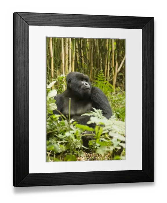 Framed Print : Africa, Rwanda