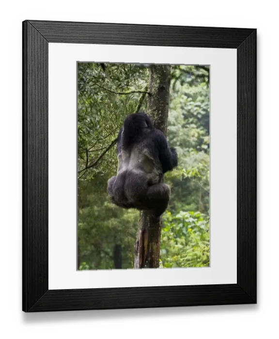 Framed Print : Africa, Rwanda Framed Print : Africa, Rwanda