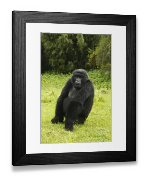 Framed Print : Africa, Rwanda Framed Print : Africa, Rwanda