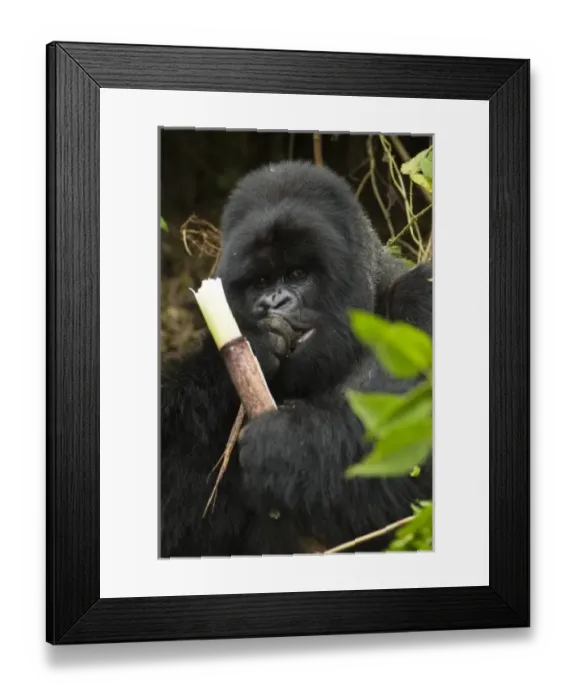 Framed Print : Africa, Rwanda Framed Print : Africa, Rwanda