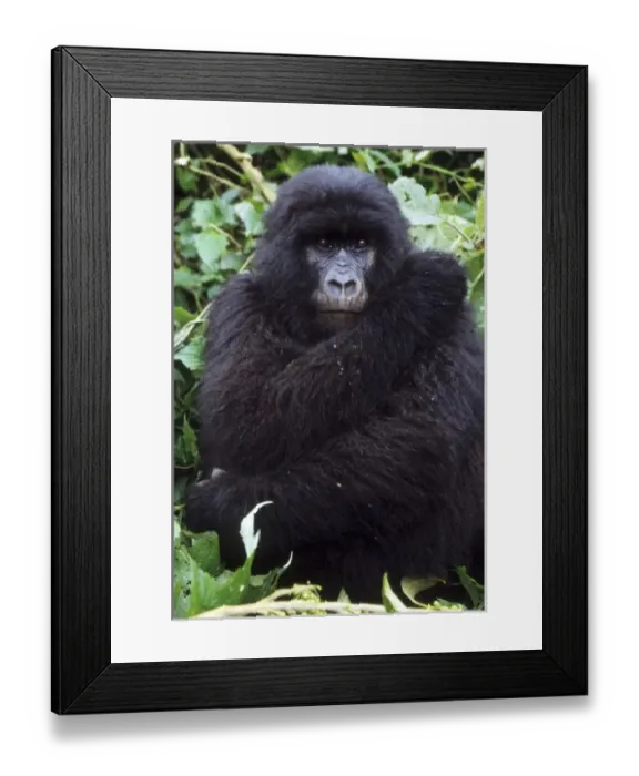 Framed Print : Mountain Gorilla, (Gorilla gorilla beringei), youth preening, Group 11, Rwanda Framed Print : Mountain Gorilla, (Gorilla gorilla beringei), youth preening, Group 11, Rwanda