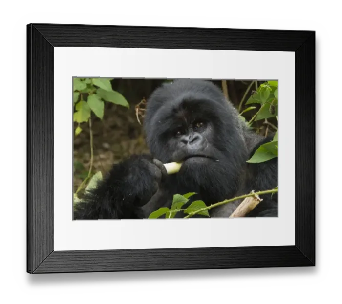 Framed Print : Africa, Rwanda Framed Print : Africa, Rwanda