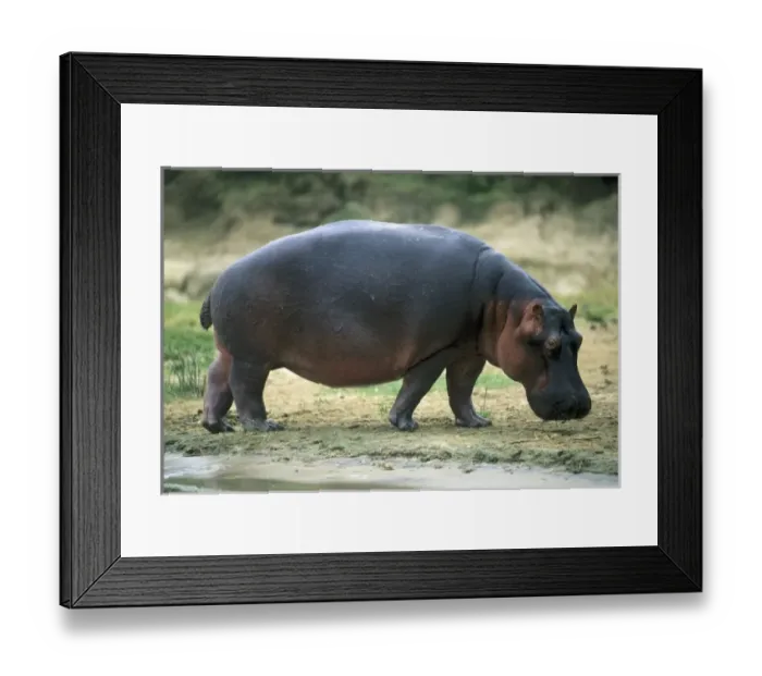 Framed Print : Hippopotamus, (H. amphibius), Kazinga Channel, Queen Elizabeth NP, Uganda Framed Print : Hippopotamus, (H. amphibius), Kazinga Channel, Queen Elizabeth NP, Uganda