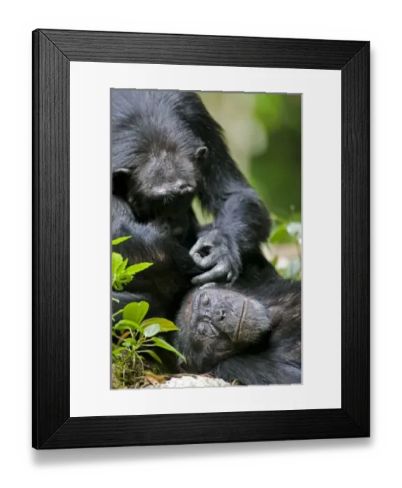 Framed Print : Africa, Uganda, Kibale Forest Reserve, Chimpanzee (Pan troglodytes) grooming another Framed Print : Africa, Uganda, Kibale Forest Reserve, Chimpanzee (Pan troglodytes) grooming another