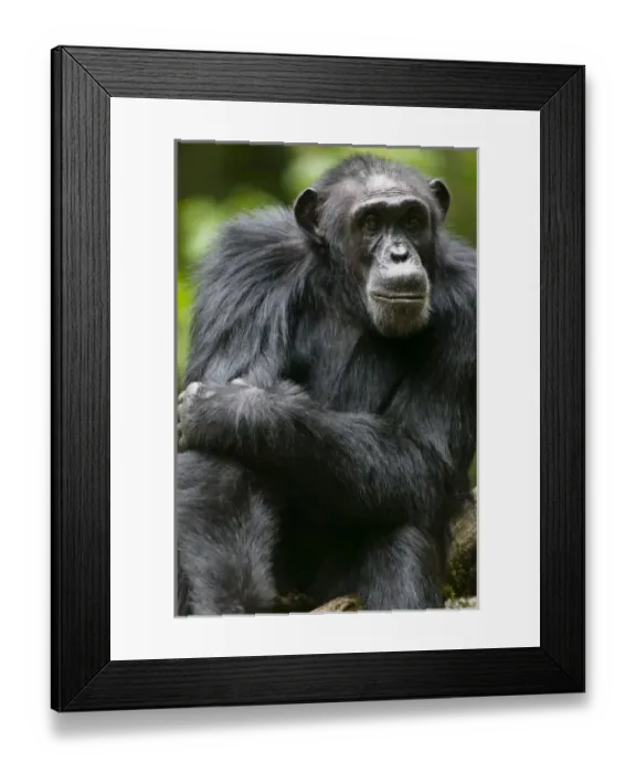 Framed Print : Africa, Uganda, Kibale Forest Reserve, Portrait of adult Chimpanzee (Pan troglodytes) Framed Print : Africa, Uganda, Kibale Forest Reserve, Portrait of adult Chimpanzee (Pan troglodytes)