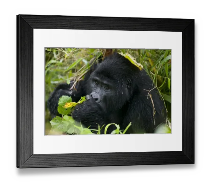 Framed Print : Africa, Uganda Framed Print : Africa, Uganda