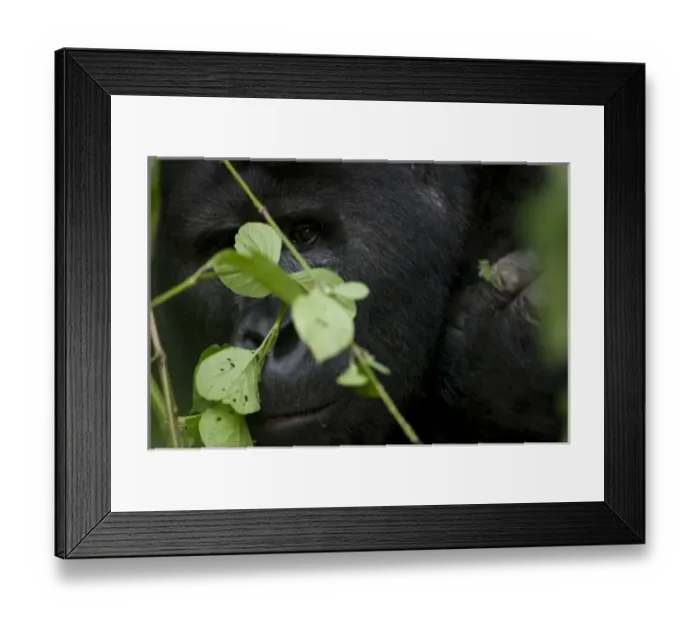 Framed Print : Africa, Uganda Framed Print : Africa, Uganda