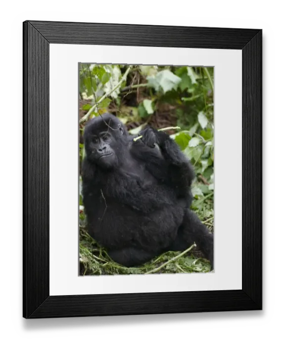 Framed Print : Africa, Uganda Framed Print : Africa, Uganda