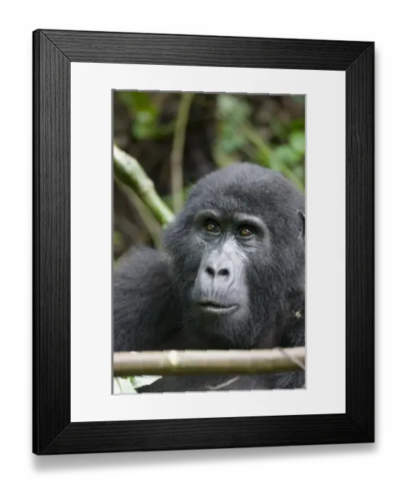Framed Print : Africa, Uganda Framed Print : Africa, Uganda
