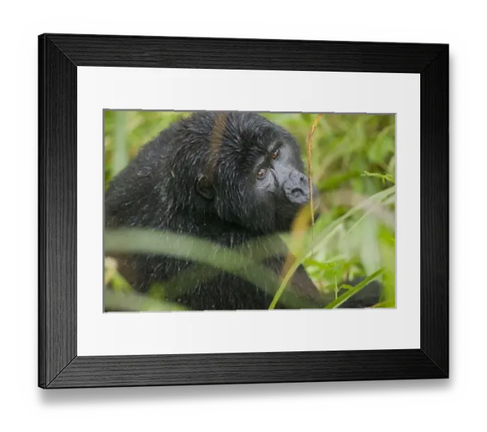 Framed Print : Africa, Uganda Framed Print : Africa, Uganda