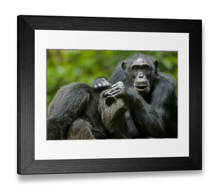 Framed Print : Africa, Uganda, Kibale Forest Reserve, Chimpanzee grooming another while resting
