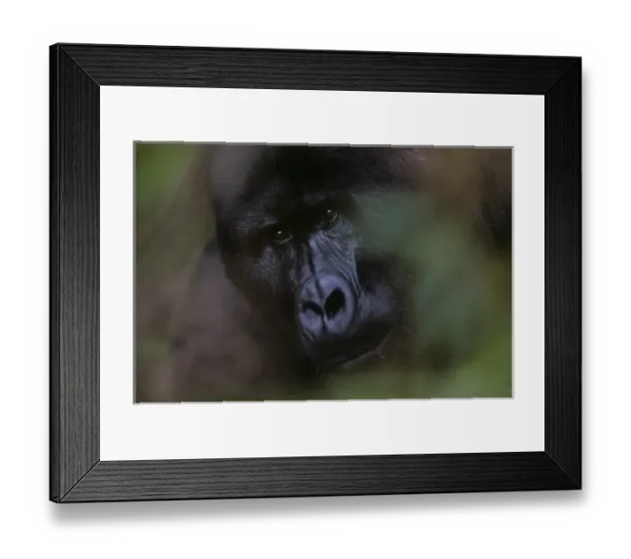 Framed Print : Uganda, Bwindi Impenetrable National Park, Adult Male (Silverback) Mountain Gorilla