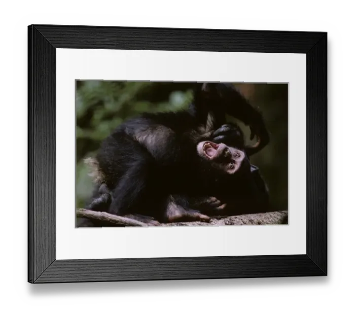 Framed Print : Africa, Uganda, Kibale Forest Reserve, Juvenile Chimpanzee (Pan troglodytes) playing
