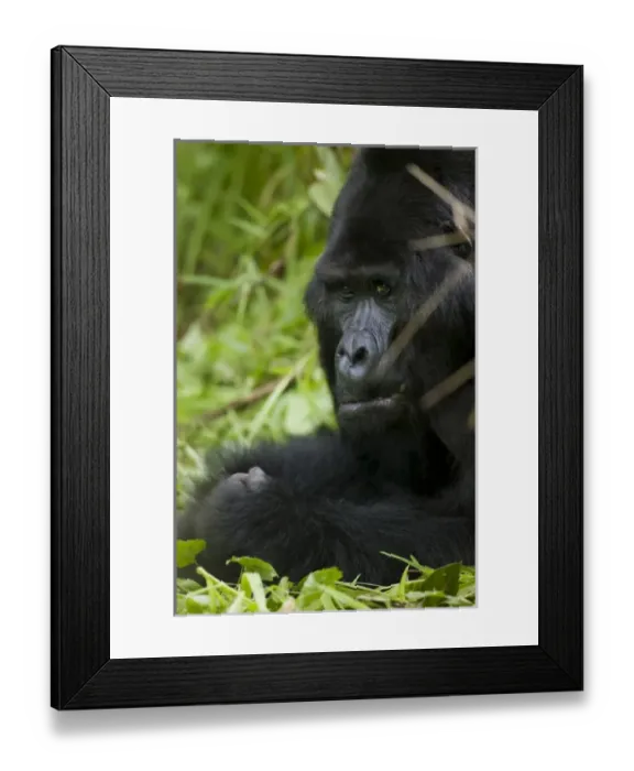 Framed Print : Africa, Uganda Framed Print : Africa, Uganda