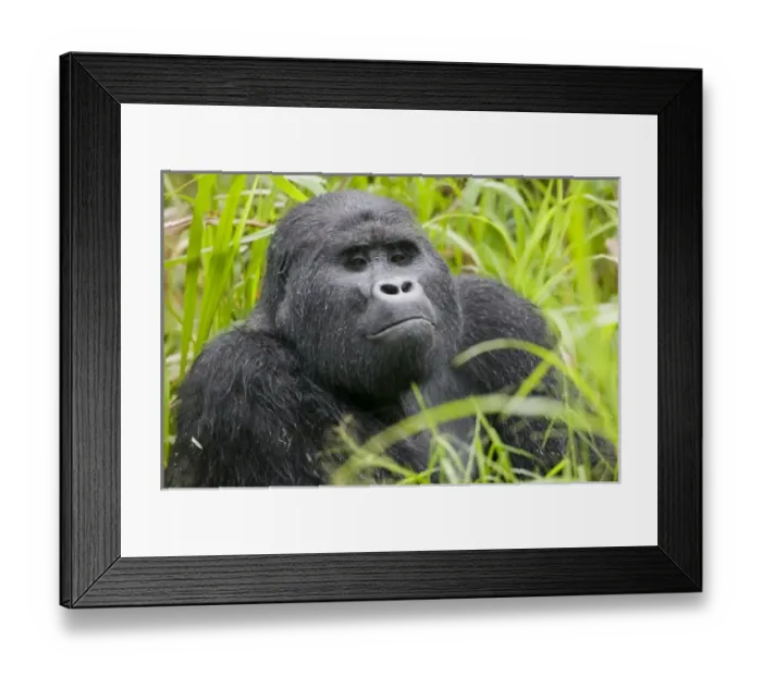 Framed Print : Africa, Uganda Framed Print : Africa, Uganda