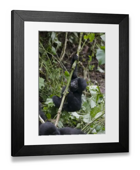 Framed Print : Africa, Uganda Framed Print : Africa, Uganda