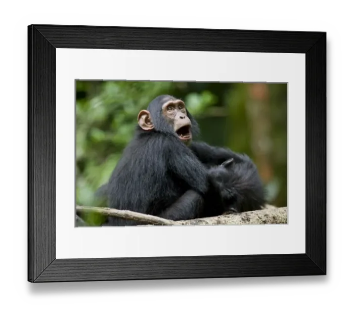 Framed Print : Uganda, Kibale Forest Reserve. Juvenile Chimpanzee (Pan troglodytes) playing with