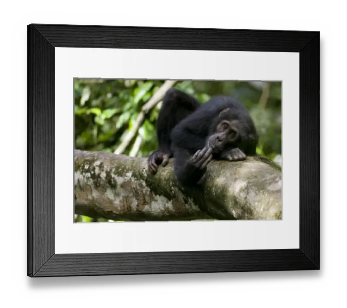 Framed Print : Africa, Uganda Framed Print : Africa, Uganda