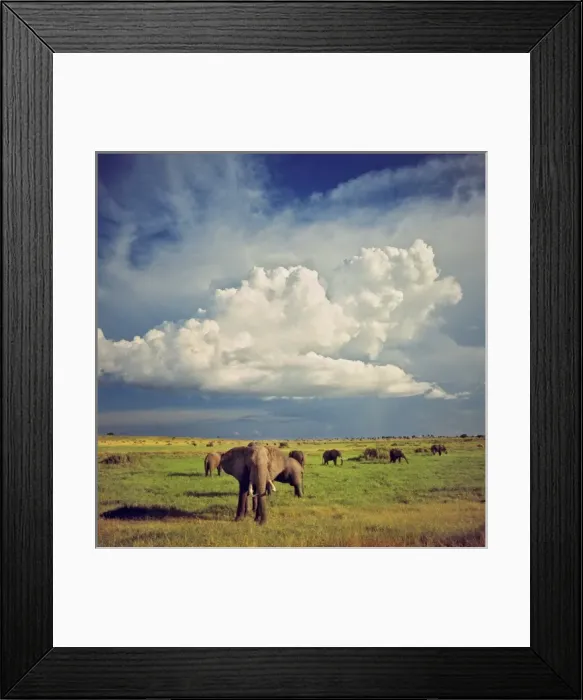 Framed Print : Africa, Uganda, Murchison Falls NP. An elephant herd wanders beneath enormous cumulous
