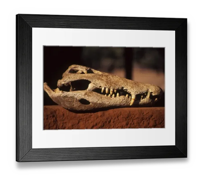 Framed Print : Kwaza Village, Zambia, Africa. Crocodile skull, Luwanga River Framed Print : Kwaza Village, Zambia, Africa. Crocodile skull, Luwanga River