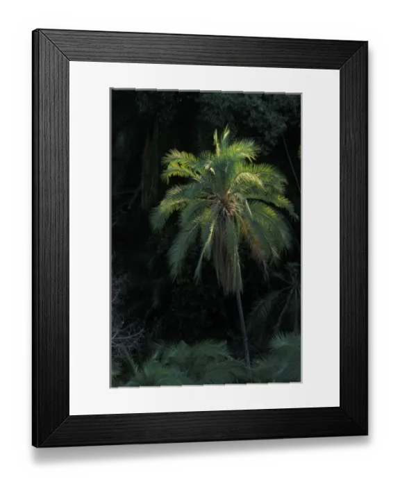 Framed Print : Africa, Zambia, Mosi-Oa-Tunya National Park, Overhead view of palm trees along Zambezi Framed Print : Africa, Zambia, Mosi-Oa-Tunya National Park, Overhead view of palm trees along Zambezi