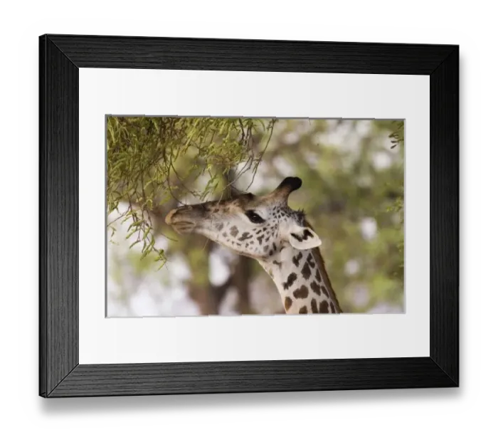Framed Print : Africa, Zambia Framed Print : Africa, Zambia