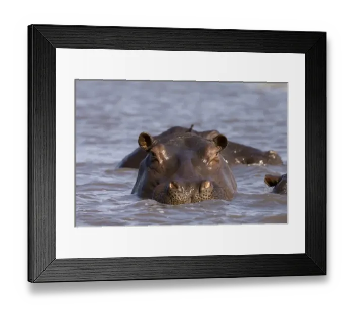 Framed Print : Hippopotamus (Hippopotamus Amphibius), Busanga Plains, Kafue National Park, Zambia Framed Print : Hippopotamus (Hippopotamus Amphibius), Busanga Plains, Kafue National Park, Zambia