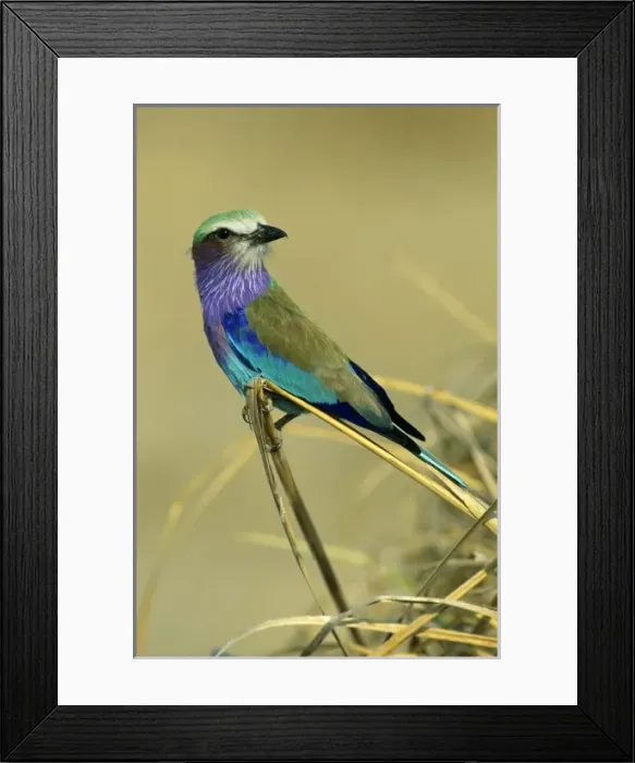 Framed Print : Lilac-Breasted Roller, (Coracias cordata), Mana Pools National Park, Zimbabwe, Africa Framed Print : Lilac-Breasted Roller, (Coracias cordata), Mana Pools National Park, Zimbabwe, Africa