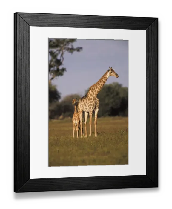 Framed Print : Zimbabwe, Hwange National Park. Giraffe mother and youth (Giraffa camelopardalis) Framed Print : Zimbabwe, Hwange National Park. Giraffe mother and youth (Giraffa camelopardalis)