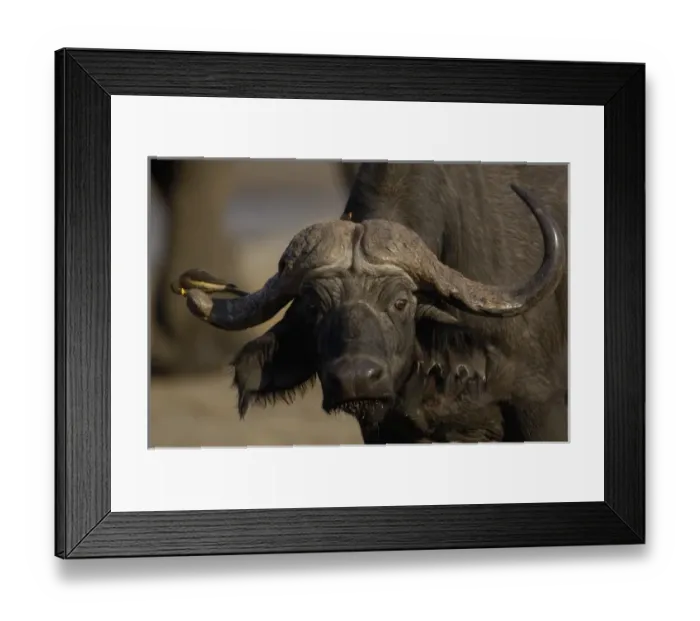Framed Print : Buffalo (Syncerus caffer). Makalolo Plains. Hwange National Park. ZIMBABWE. Southern Africa Framed Print : Buffalo (Syncerus caffer). Makalolo Plains. Hwange National Park. ZIMBABWE. Southern Africa