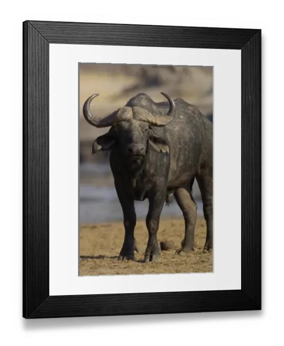 Framed Print : Africa, Zimbabwe Framed Print : Africa, Zimbabwe